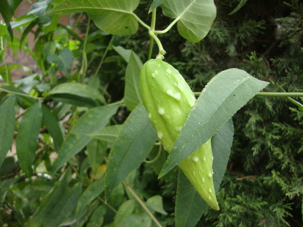 农村的"小锥子",形状有点让人不好意思,一捏就有白色汁液流出