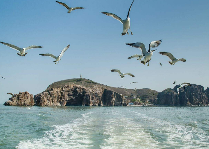 海驴岛同样是威海一个优美的景区,它还有一个特别的名字叫海猫岛,不仅