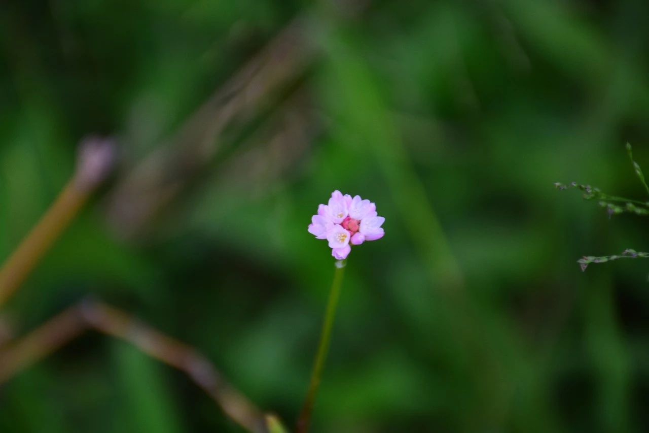 一朵花,一顆果,一片葉子一世界