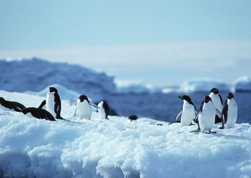 南极疑似发现的新物种ningen是真的吗?身高达数十米,全身雪白