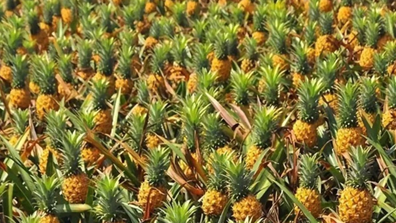 要是想种植菠萝的话,那就要注意这些地方,农户们应该了解一下