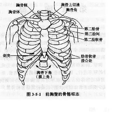 胸骨角体表标志图片