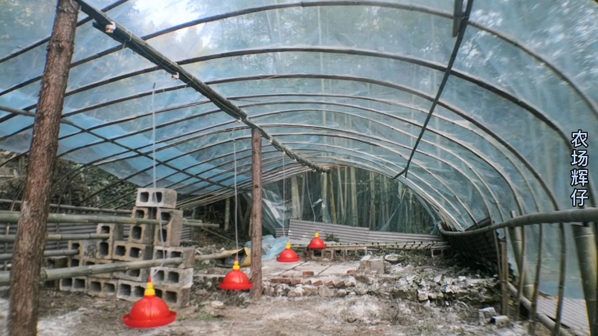 3分钟教你怎么搭建实用又简单的散养土鸡大棚,赶快行动吧