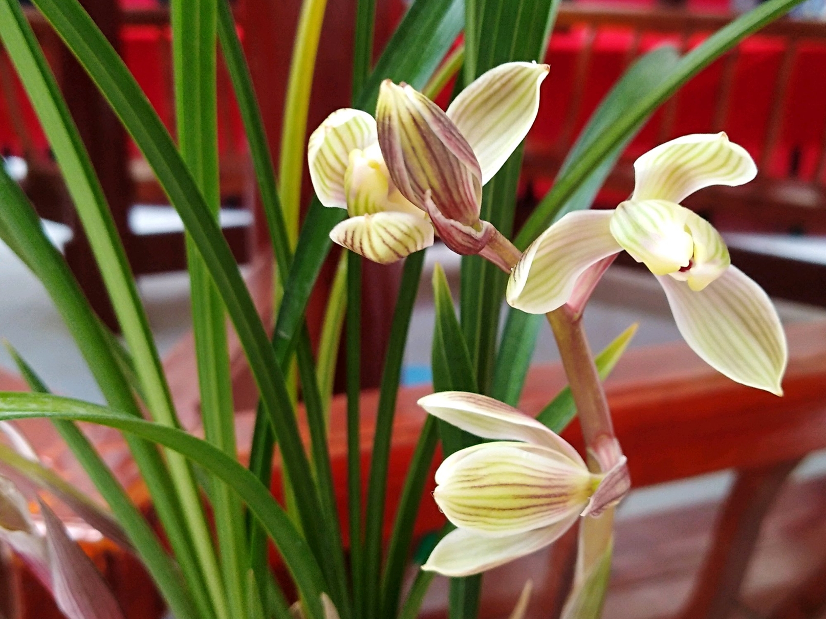 兰花用石 - 2020年最新商品信息聚合专区 - 百度爱采购