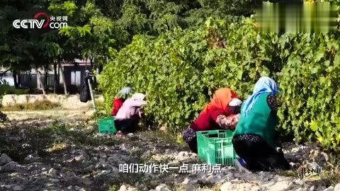 造一瓶顶级国产葡萄酒 拢共分几步