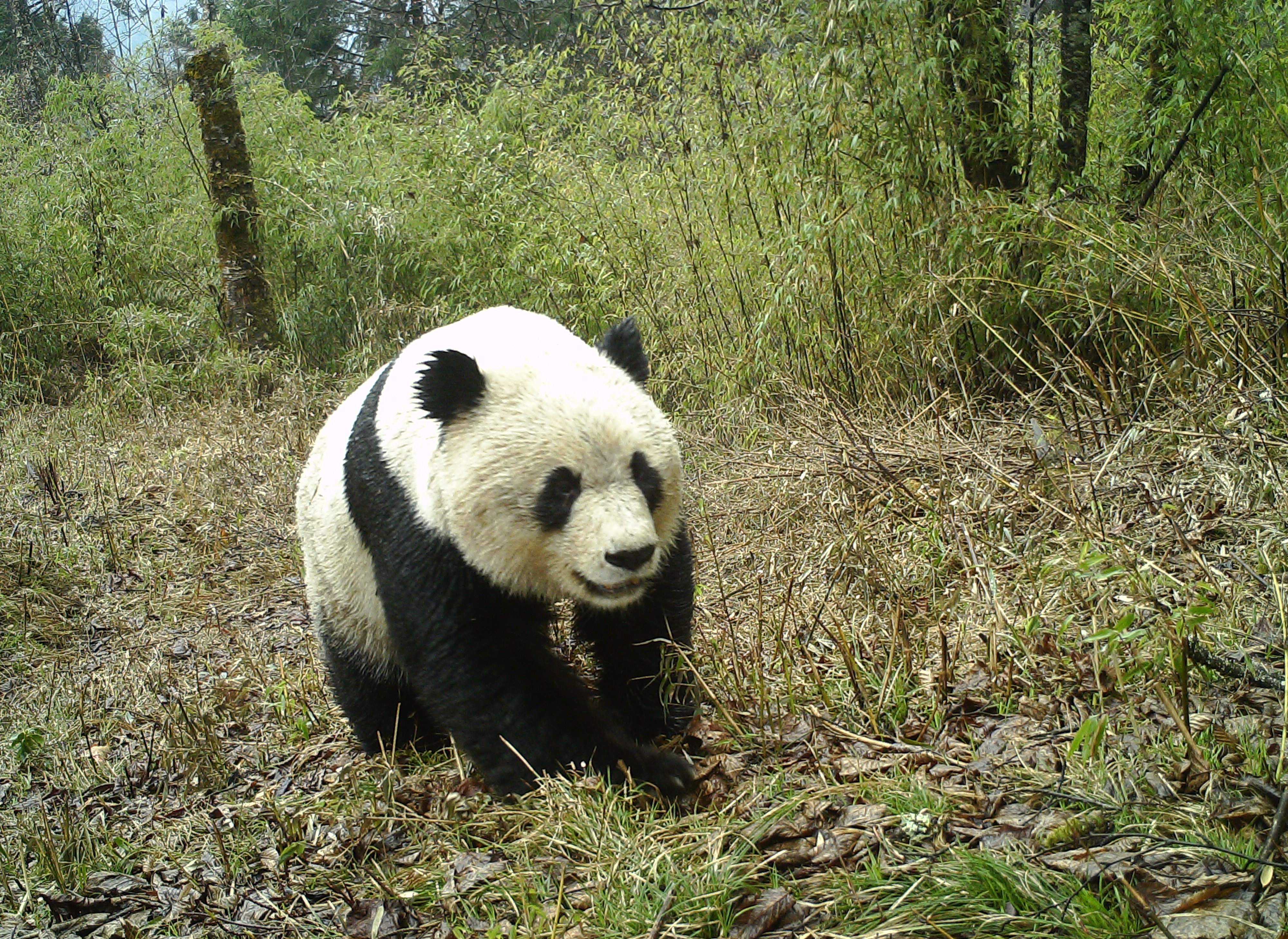 森林巡护员:野生大熊猫栖息地守护者(4)