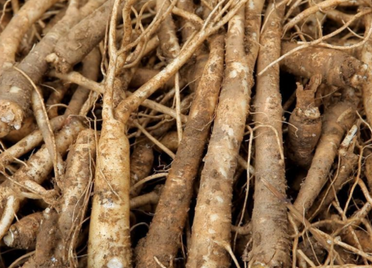 农村的铃铛花,根部被称为"土人参",止咳化痰是好手,价值珍贵