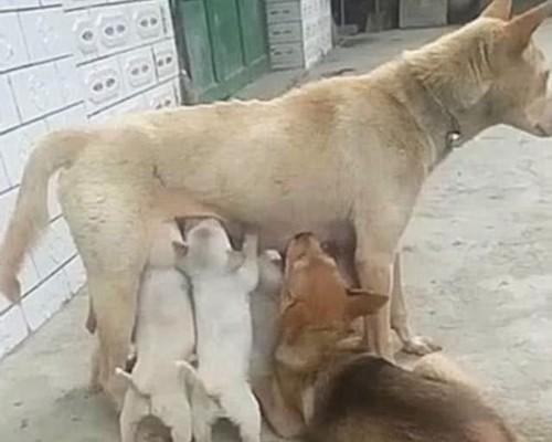 母狗伺候