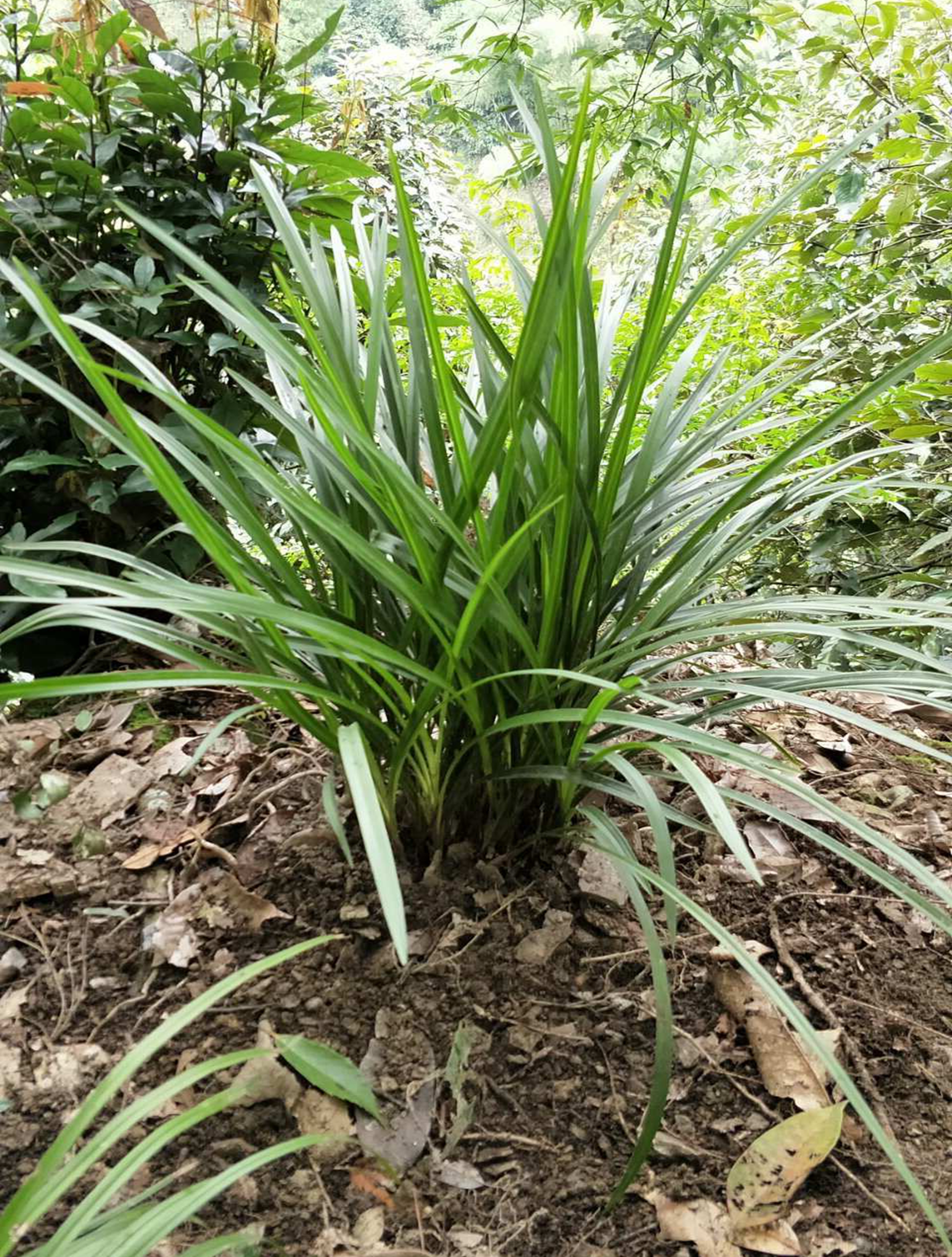 男子发现满山的野兰花,专挑20多苗一丛的挖