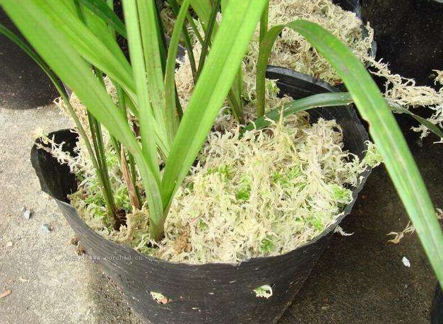 用锯末养花会"烧根"?只要多做这"2步",至少够用1整年!