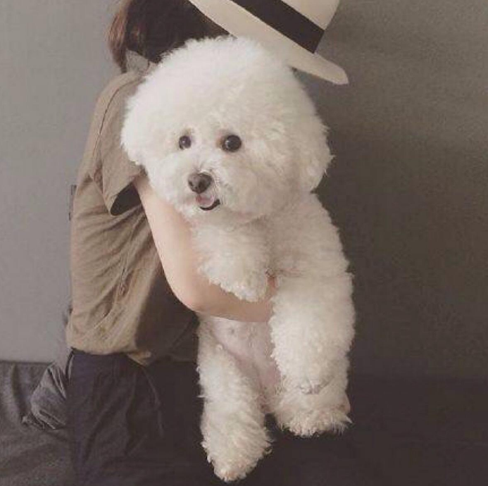 这几种小型犬,体味小又聪明,很适合在小公寓饲养