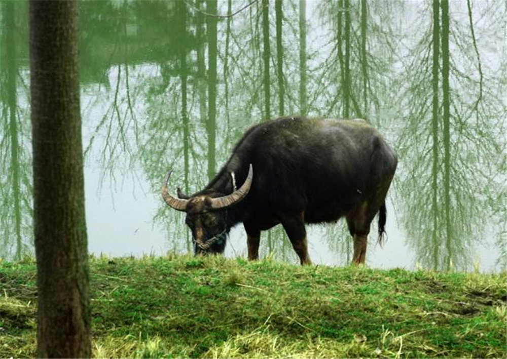 俗语:"老牛吃嫩草,吃鸡要趁早",老祖宗的智慧,你明白几分?