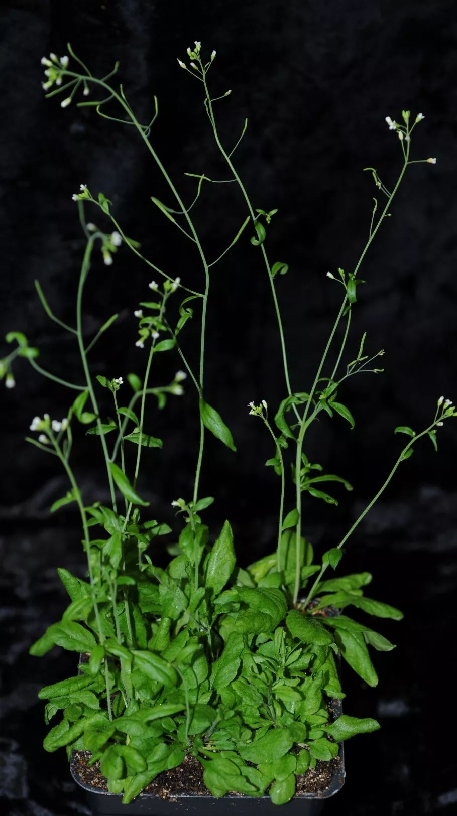 拟南芥种子/拟南芥成株