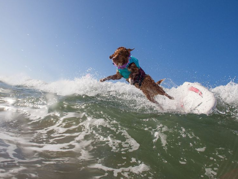 四张汪星人冲浪的搞笑图片:真的是又酷又帅!圈粉了!