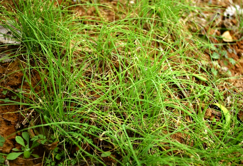 41 毫克,维生素b10.03 毫克,维生素b20.11 毫克,尼克酸0.11 毫