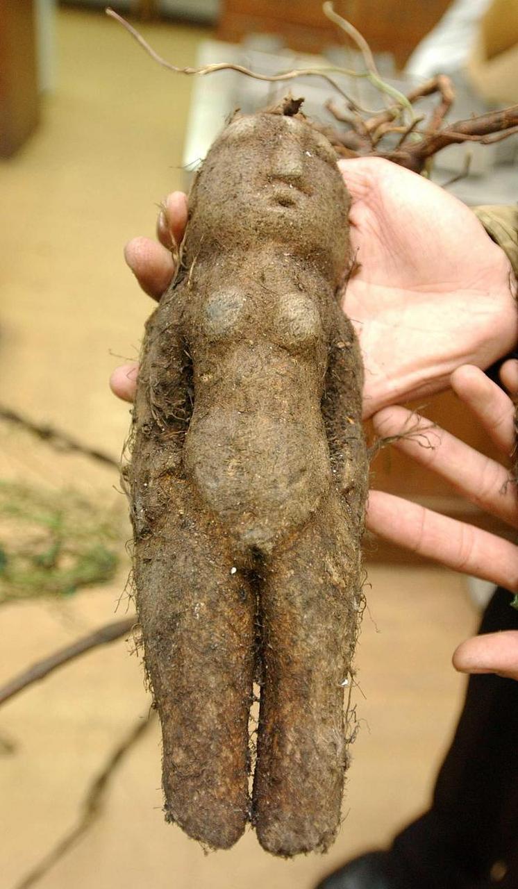 《中国药典》中介绍,作为中药材,未经炮制的何首乌具有很强的肾毒性