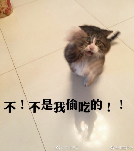 喵星人都是"深井冰"吧?铲屎官:我养的难不成是哈士奇?