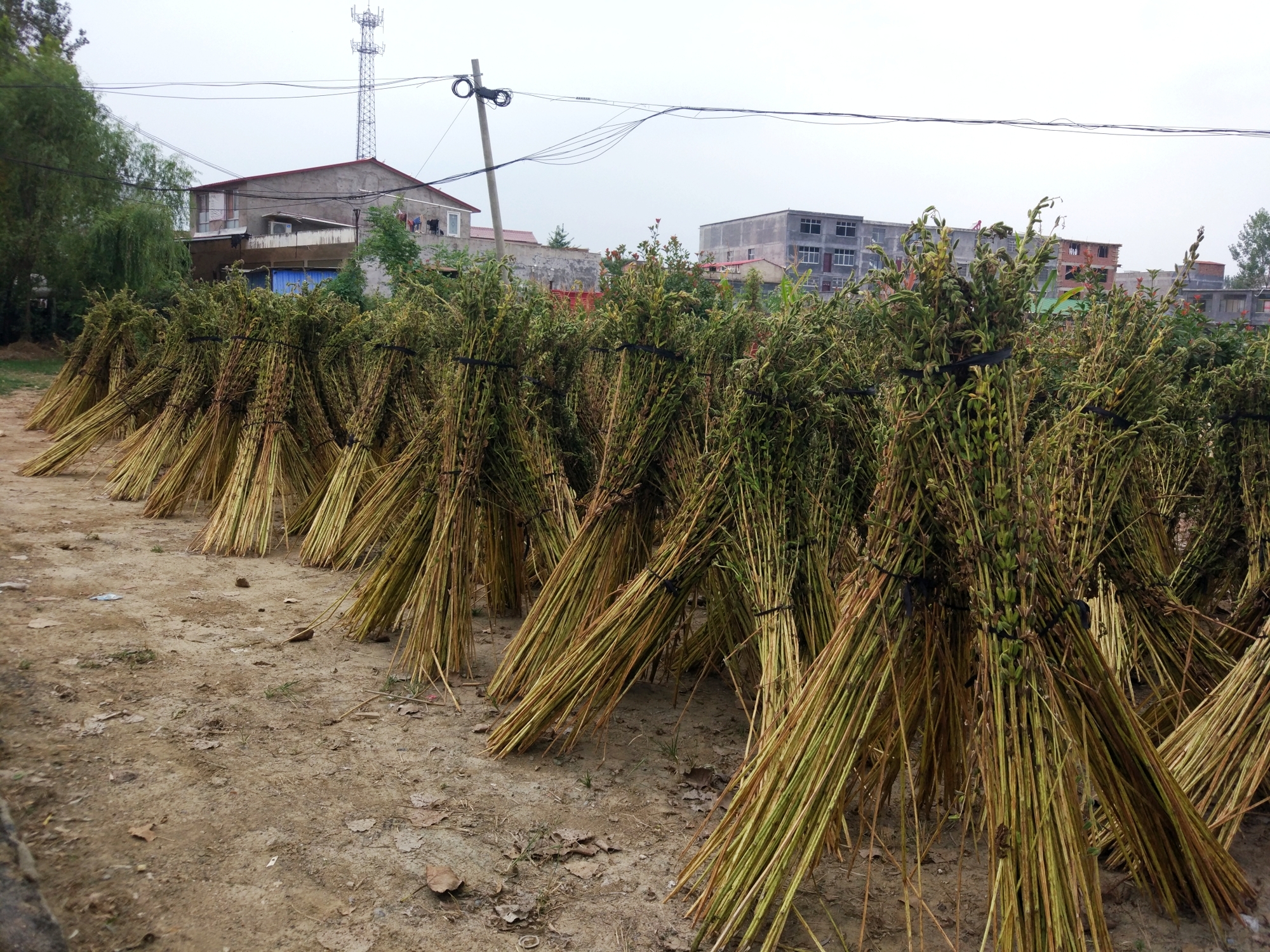 河南平舆的白芝麻又成熟了,这些场景你还熟悉吗?