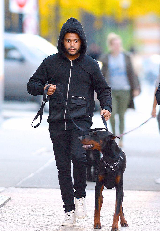 纽约,"盆栽哥"the weekend清晨遛狗,他身穿黑色外套,戴着帽子悠闲十足