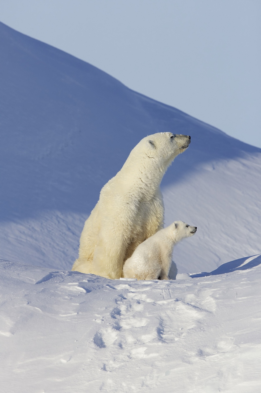 它们在北极的冰天雪地中,充满了生命力和希望.