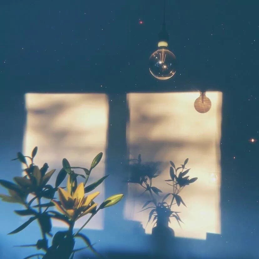 ,春藤树