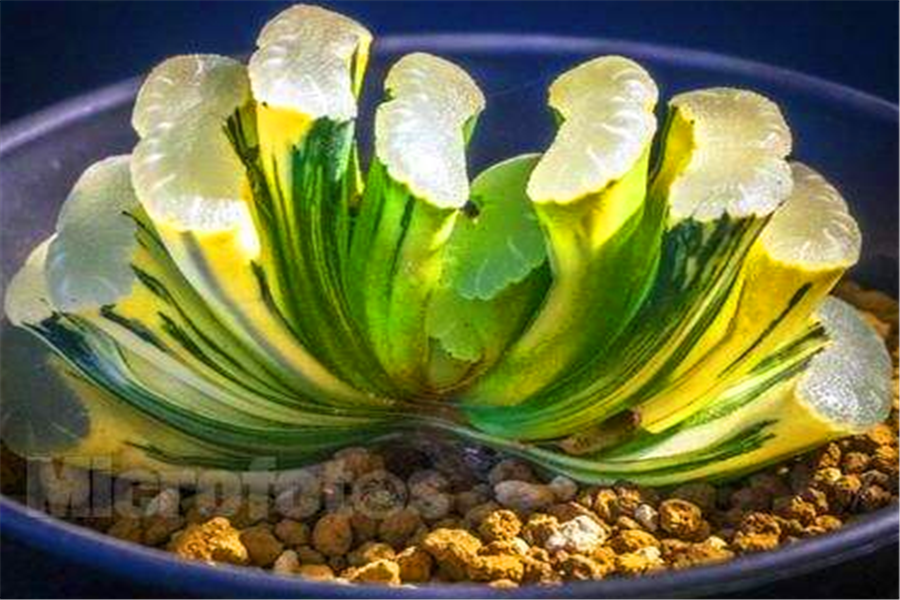 多肉玉扇"3喜3怕",掌握习性才能让它翠绿饱满,晶莹透亮