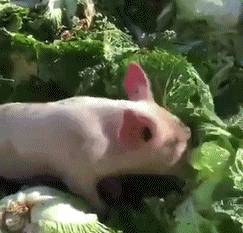 猪拱白菜笑话图片