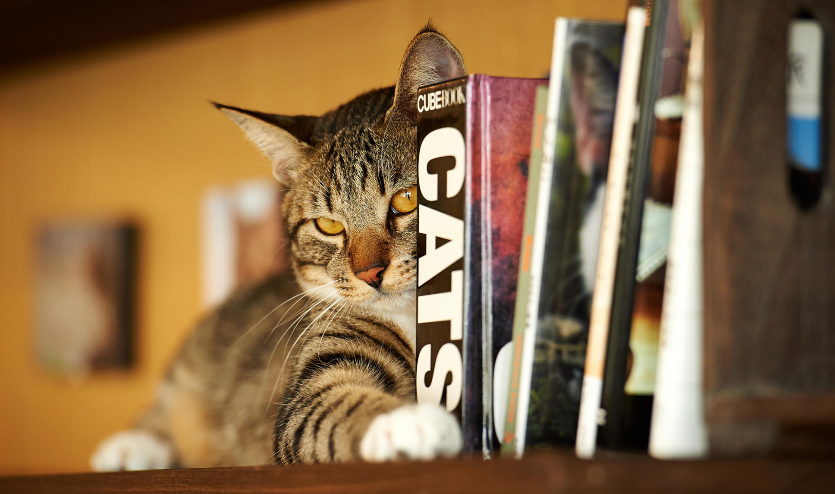 书和猫的组合,是世上最惬意的风景!