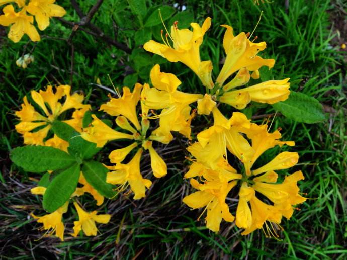 这植物,人称"羊不食草",农民知道有毒,却还纷纷种植,为何