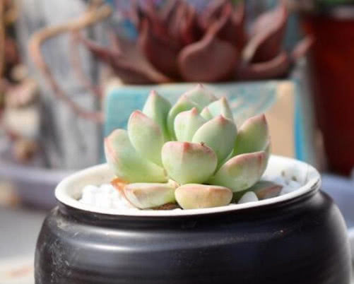 多肉蜜桃格林怎么养?教你3个小妙招,养出饱满又剔透的蜜桃格林