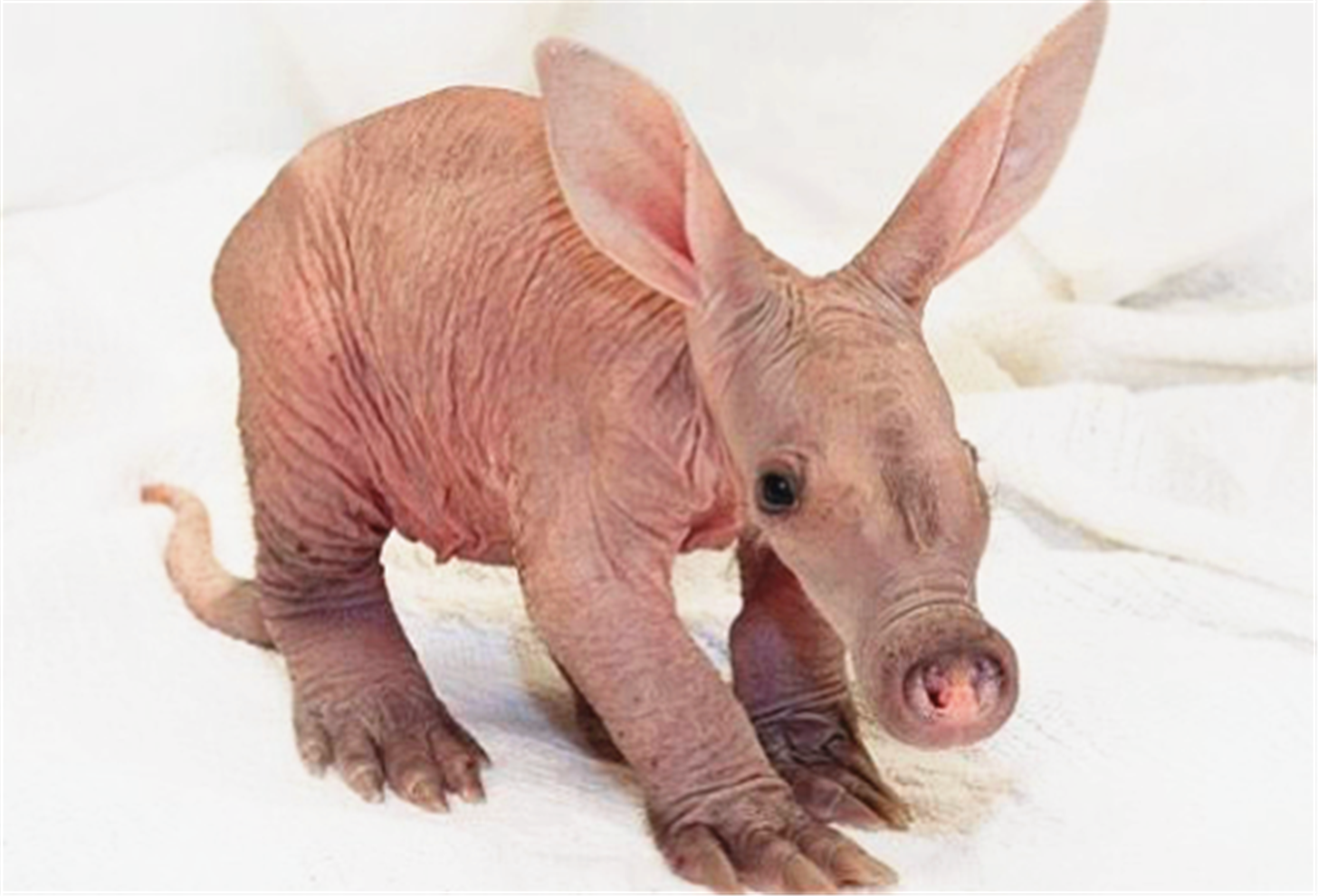 白鲸宝宝:额头向外隆起突出且圆滑,嘴喙很短,唇线宽阔.