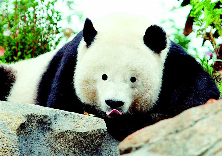 当大熊猫失去了黑眼圈 食铁兽:扎心了,颜值毁半!