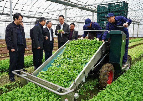 上海推进绿叶菜全程机械化生产