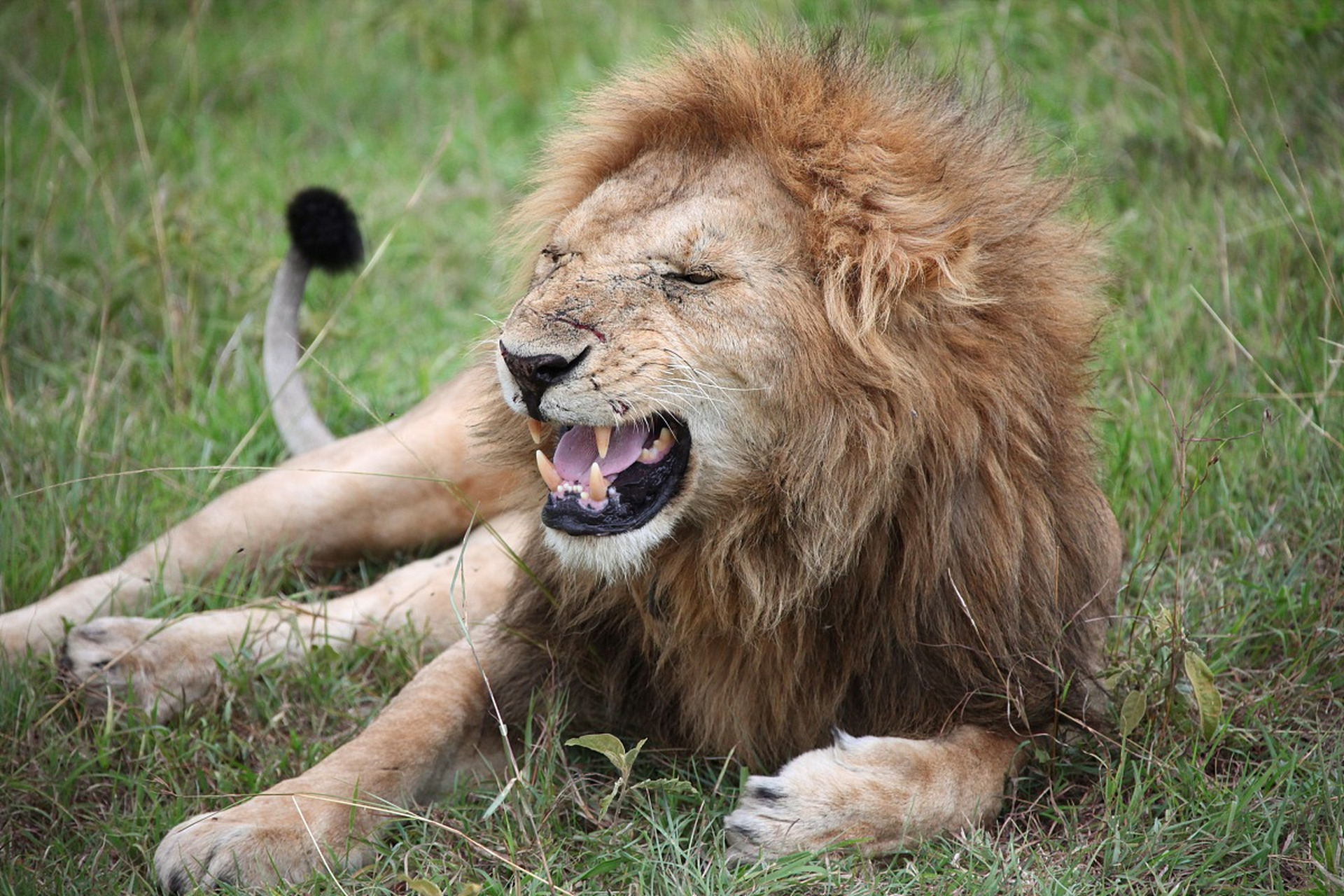 狮子虽然凶猛无比,但在人类世界里却是正义的象征.