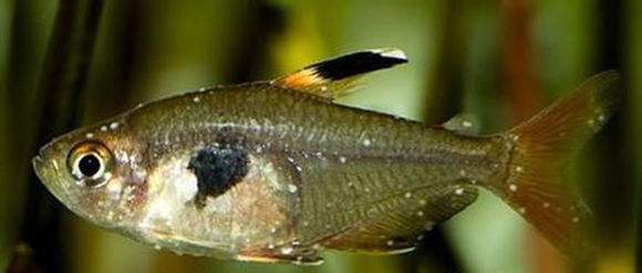 观赏鱼得了白点病?用鱼缸加热棒就能治好,注意看流程