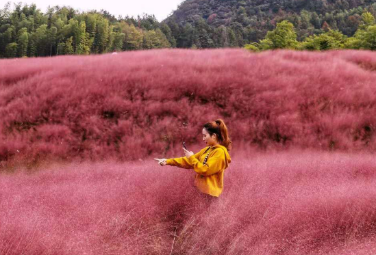 旅游:霍山船舱"粉色薰衣草"花海梦幻唯美