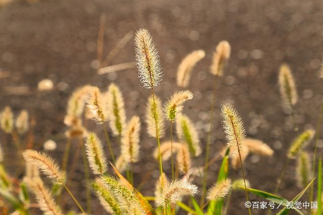 狗尾巴草的禁忌(狗尾巴草能吃吗荒年不得已食用)