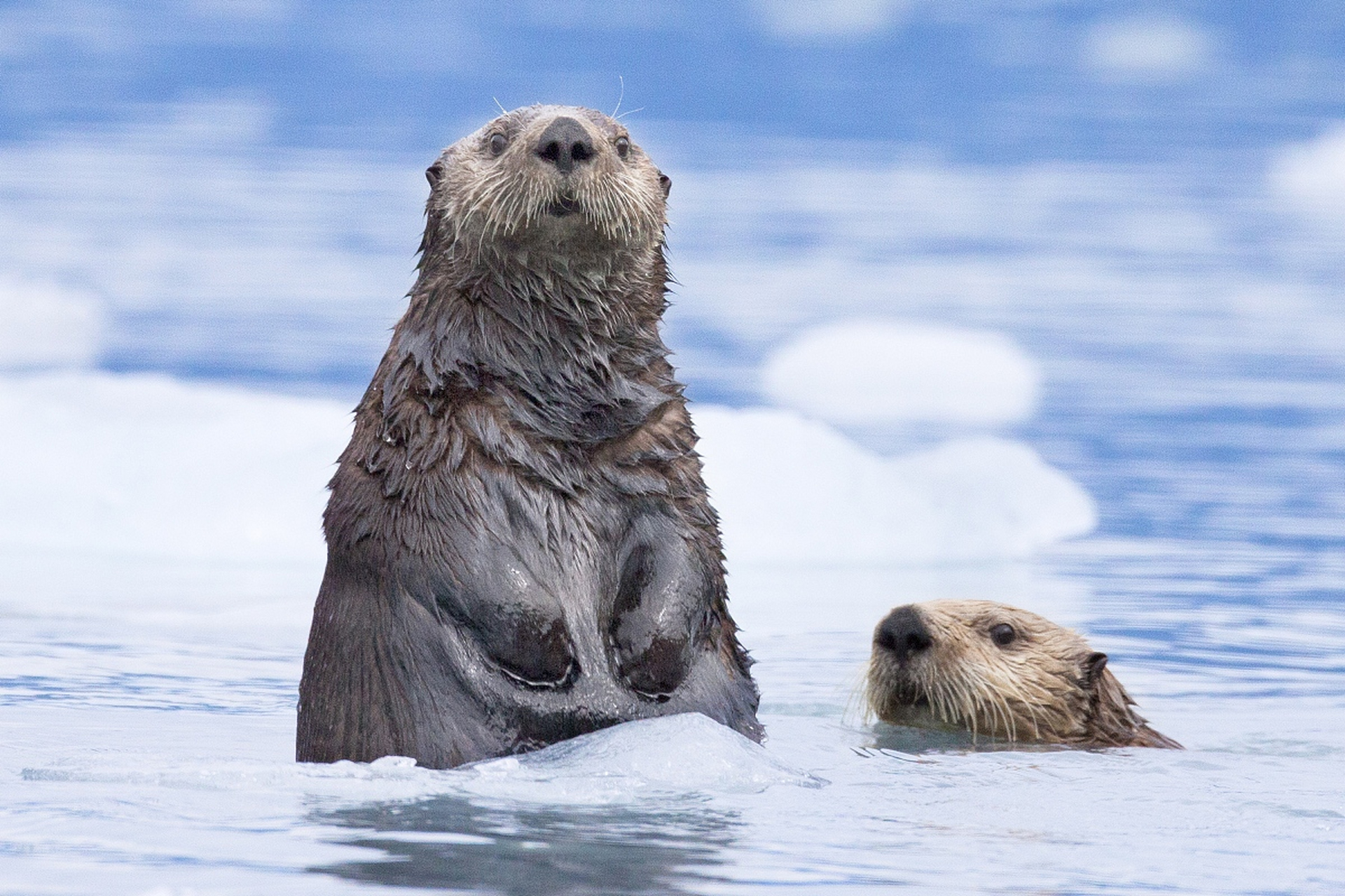 海洋的守护者,海獭是自然界最著名的吃货之一,它们的最爱是海胆.