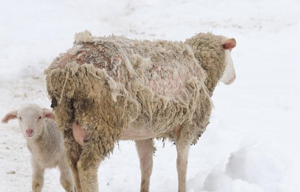 去羊虱子最简单的去除方法