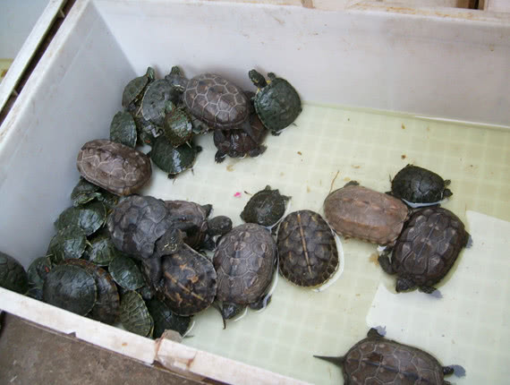 清道夫克星!这种乌龟会捕食清道夫,可以大量放生治理清道夫?