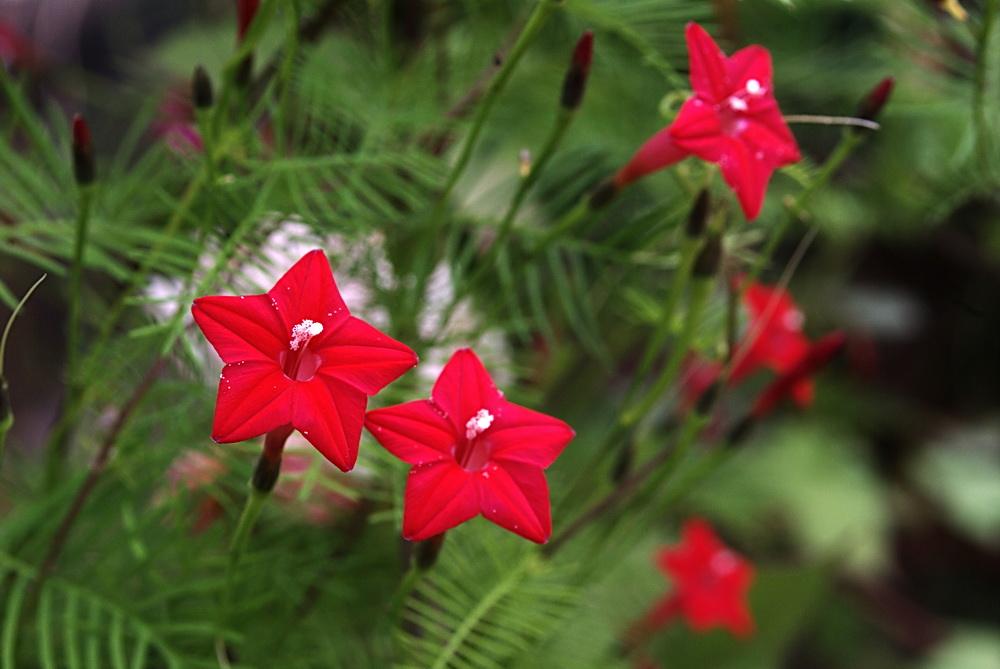 3月忙種花,不妨種一些羽葉蔦蘿,花期庭院裡到處都是小星星