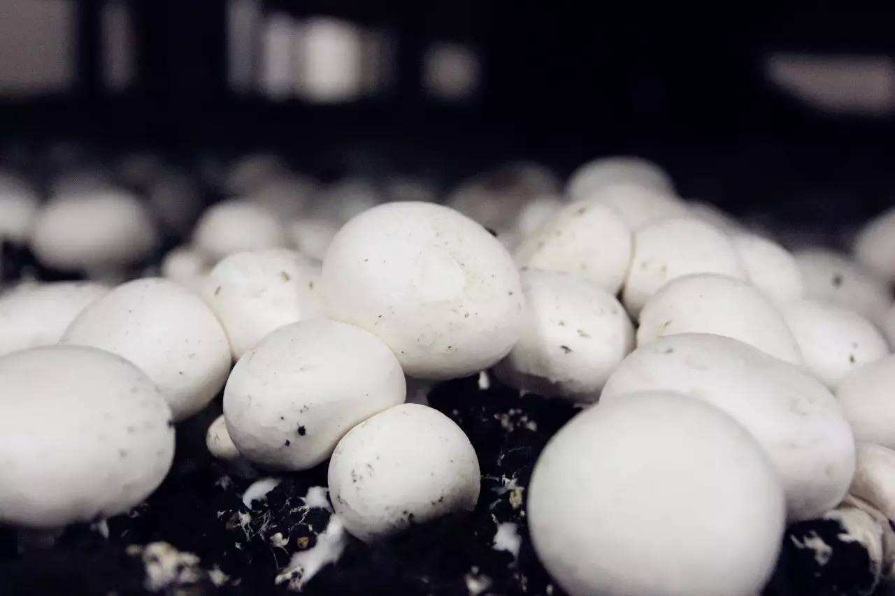 世界公认的农产品双孢菇:人工栽培的时候,这4个方面缺一不可!