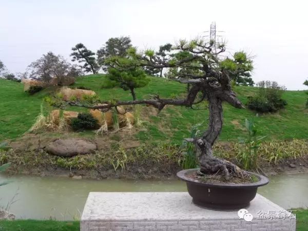 中国盆景大师王永康