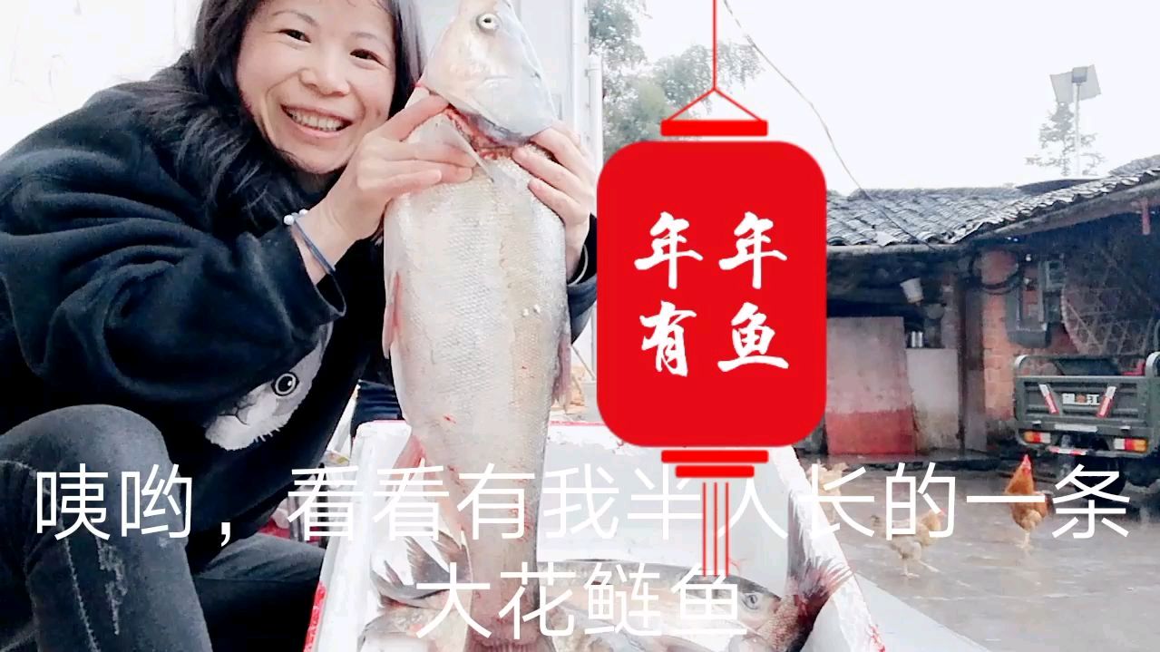 老妈买了5条大鱼回来腌鱼干,太平湖里的白鲢鱼和花鲢鱼,都很好吃