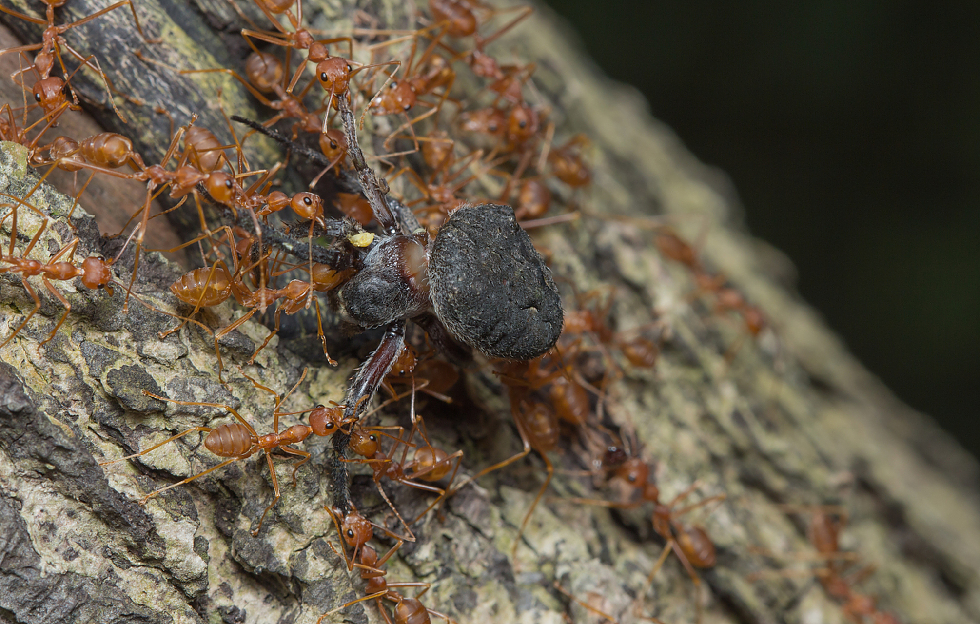 摘要:  红足修猛蚁因其独特外观和行为备受关注,养护需考虑生活习性