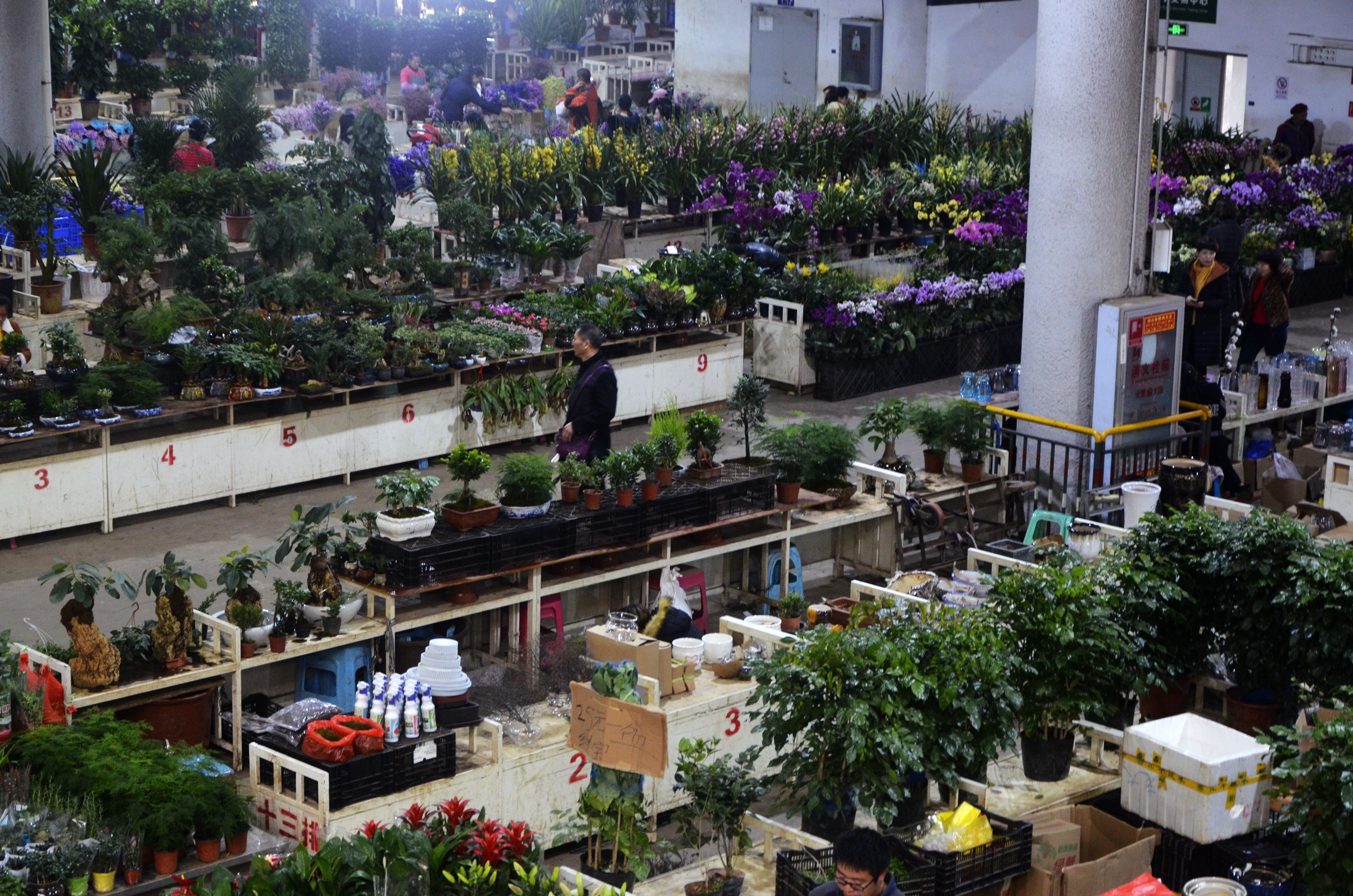 旅行云南昆明,这个亚洲最大的斗南花卉市场,一天卖6百万支花!
