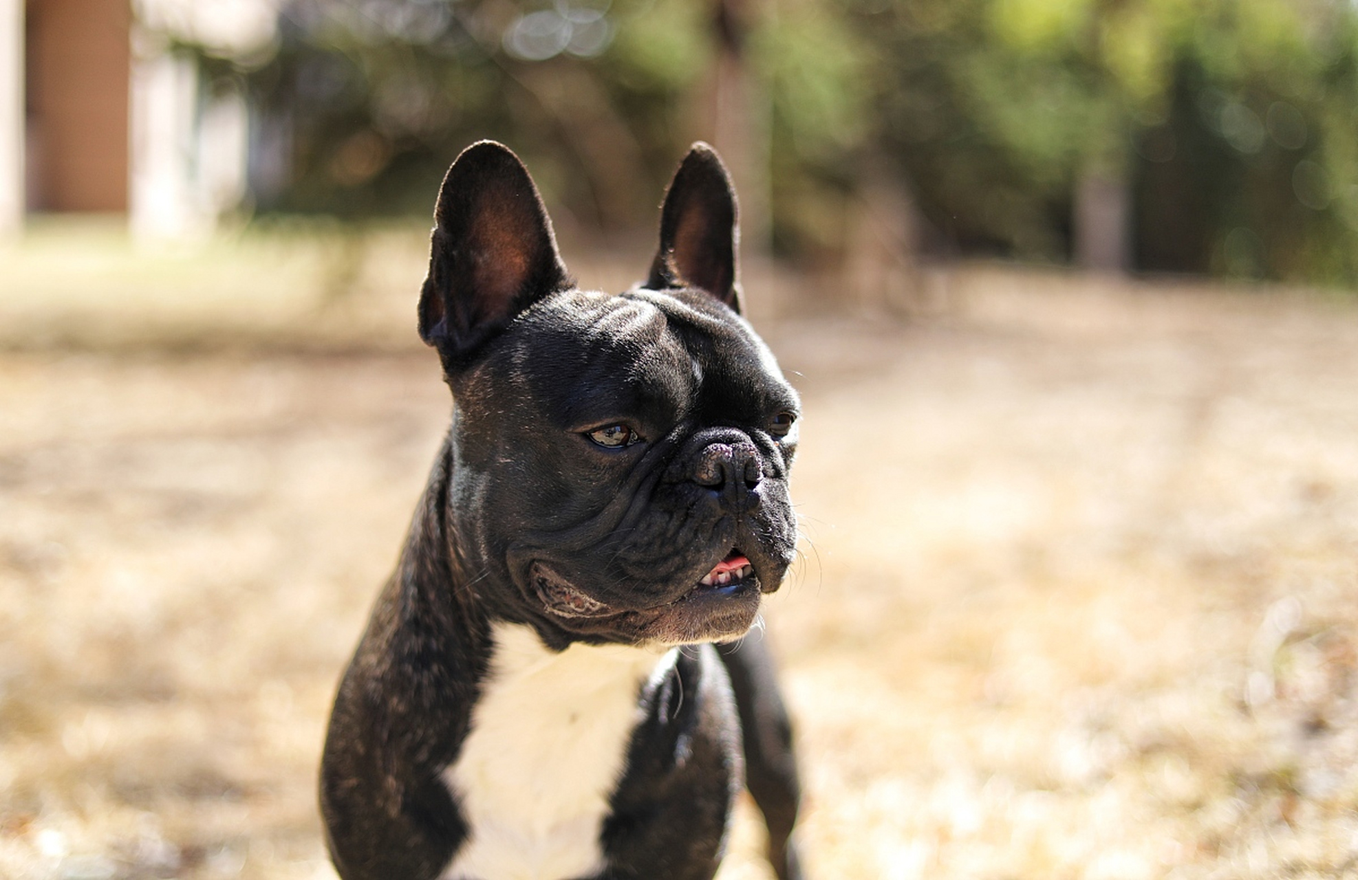 肌肉斗牛犬图片大全图片