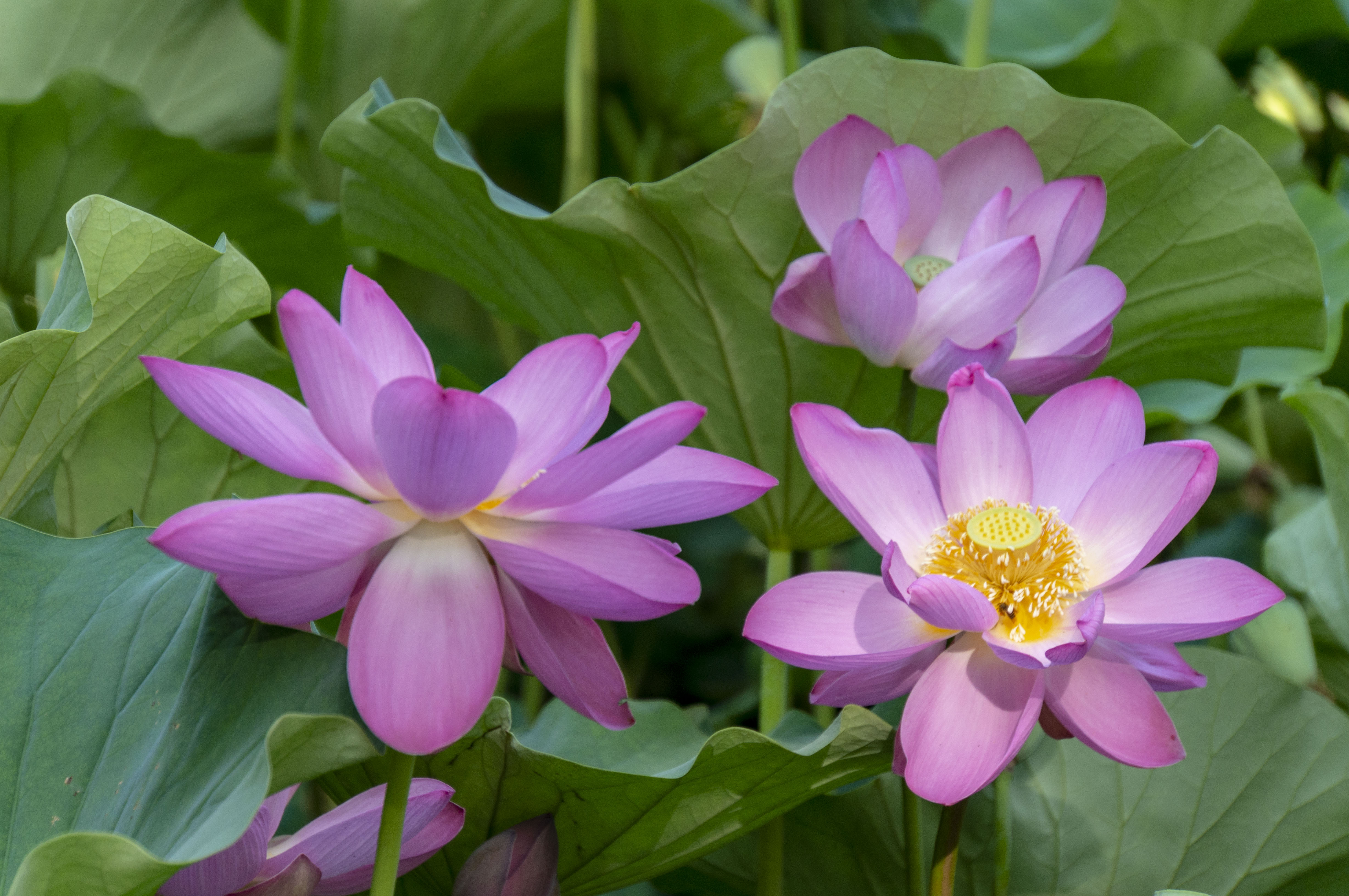 来拍吧!龙潭湖的荷花正艳