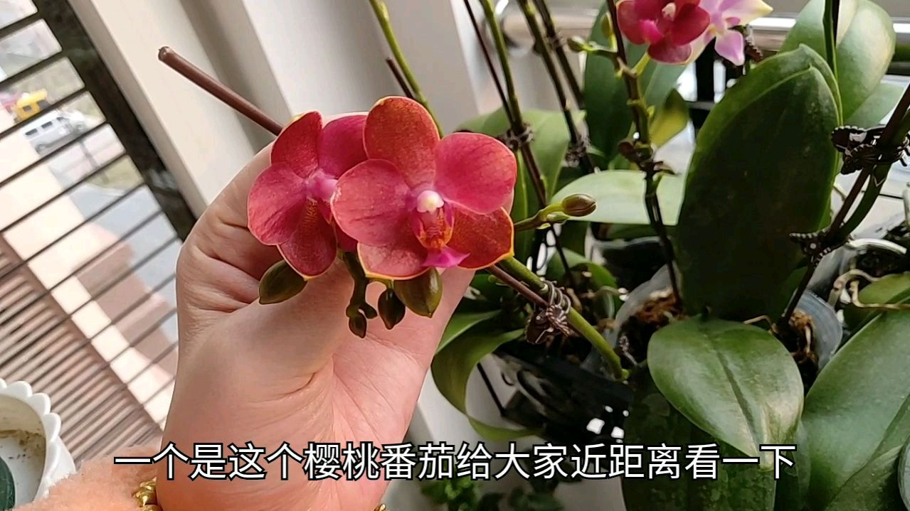 蝴蝶兰要么不开花,要么就开3个月,一年不断挡,天天有花看!