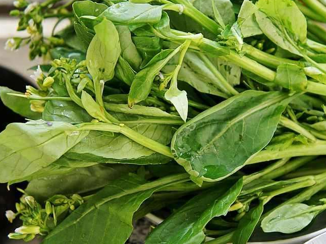 芥蓝别名白花芥蓝,性喜冷凉,宜于湿润的土壤和空气下生长